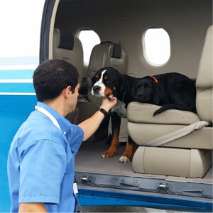 Testimonials - Bring Your Pets